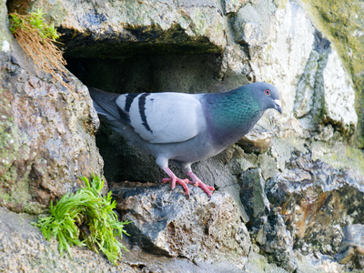 Feral Pigeon